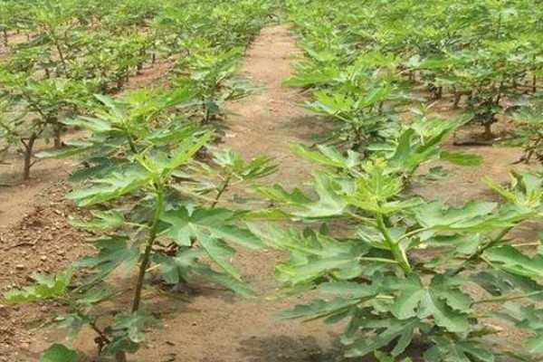 无花果有没有花，是一种有花植物