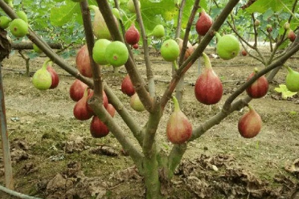 无花果有没有花，是一种有花植物