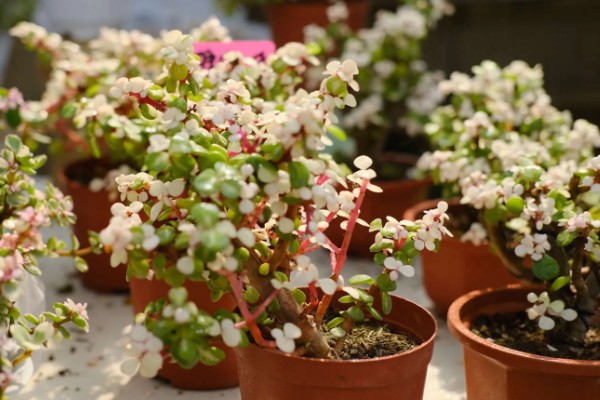 雅乐之舞可以养多久,好好养护能养很久