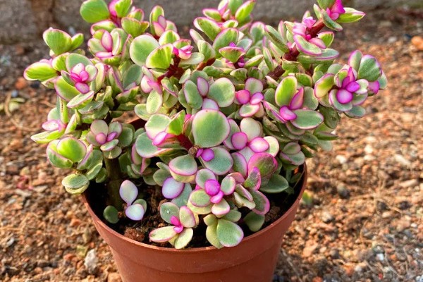 雅乐之舞可以养多久,好好养护能养很久