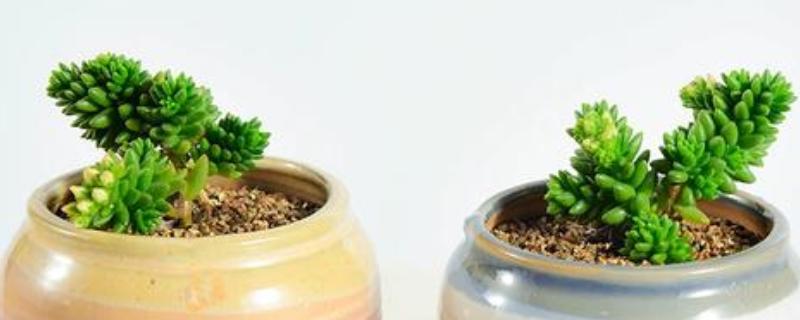 白花小松怎么修剪，黄叶、发软的叶片或茎干都要剪除