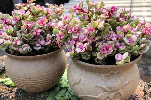 雅乐之舞可以养多久,好好养护能养很久