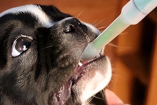 狗可以吃感冒冲剂吗,不可以随意服用