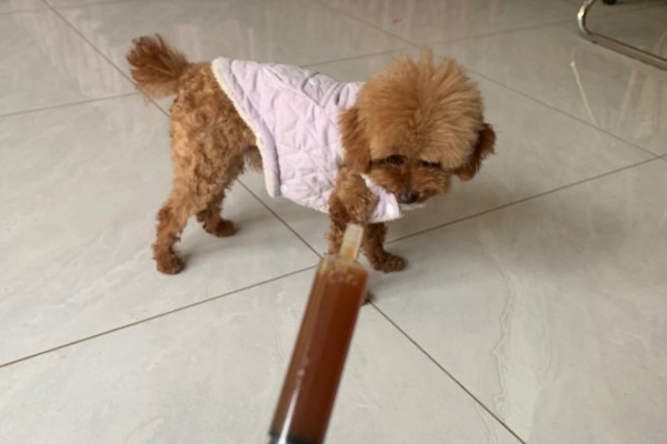 狗可以吃感冒冲剂吗,不可以随意服用