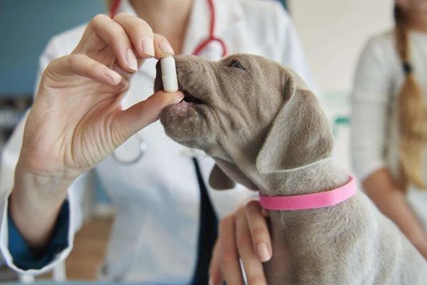 狗可以吃感冒冲剂吗,不可以随意服用