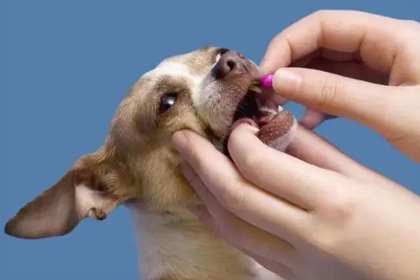 狗可以吃感冒冲剂吗,不可以随意服用