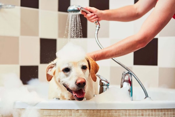 狗可以吃感冒冲剂吗,不可以随意服用