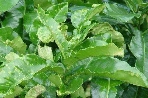 蜜柚疮痂病的症状，嫩叶会出现油渍状小斑点