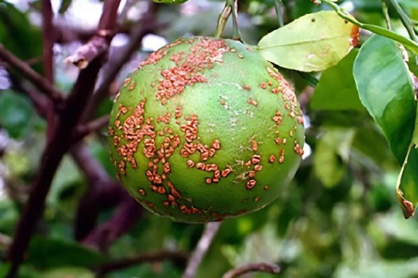 蜜柚疮痂病的症状，嫩叶会出现油渍状小斑点