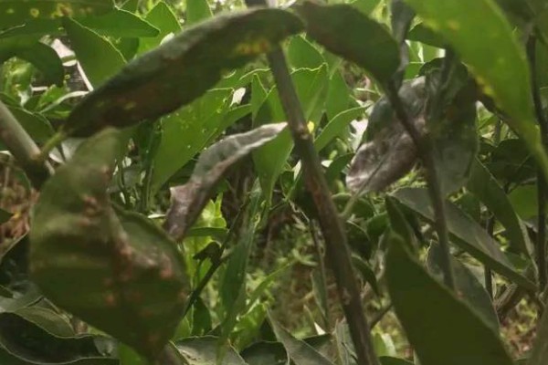 蜜柚疮痂病的症状，嫩叶会出现油渍状小斑点