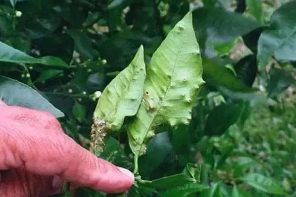 蜜柚疮痂病的症状，嫩叶会出现油渍状小斑点