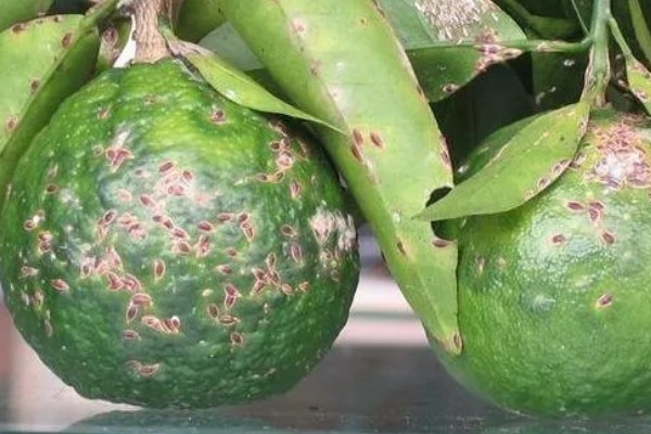 蜜柚疮痂病的症状，嫩叶会出现油渍状小斑点