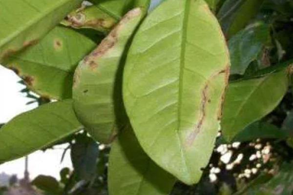 蜜柚疮痂病的症状，嫩叶会出现油渍状小斑点