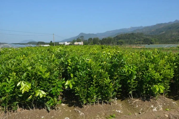 蜜柚疮痂病的症状，嫩叶会出现油渍状小斑点