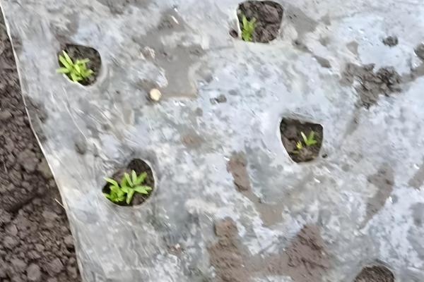 乌塌菜如何种植，挑选颗粒饱满的种子种植