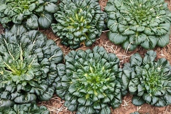 乌塌菜如何种植，挑选颗粒饱满的种子种植