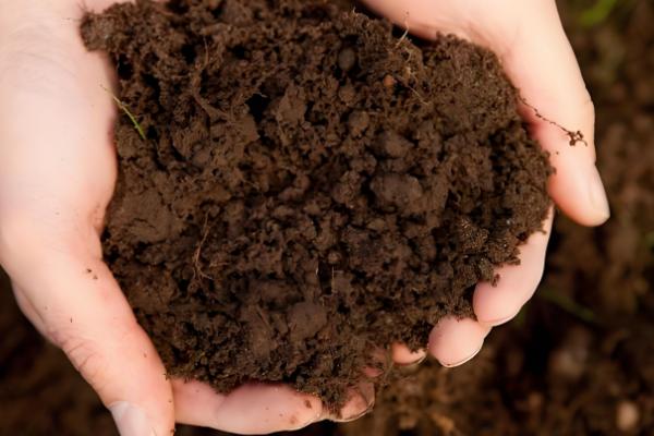 乌塌菜如何种植，挑选颗粒饱满的种子种植