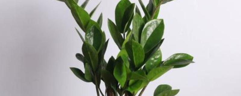 金钱树茎发黑如何解决,剪除发黑部位并喷施杀菌剂