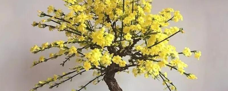 探春花是否怕涝，产生积水会引起烂根