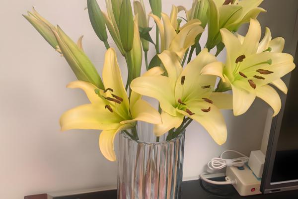 香水百合的插瓶方法，每隔3-4天换一次水