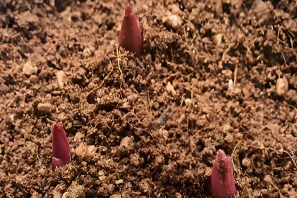 香水百合的插瓶方法，每隔3-4天换一次水