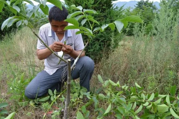 核桃树高接换头几月份好，通常在4月中下旬为更适期