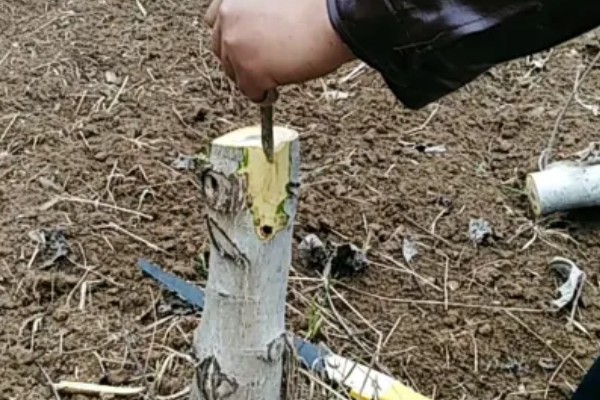 核桃树高接换头几月份好，通常在4月中下旬为更适期