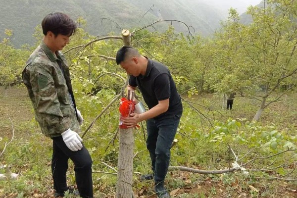 核桃树高接换头几月份好，通常在4月中下旬为更适期