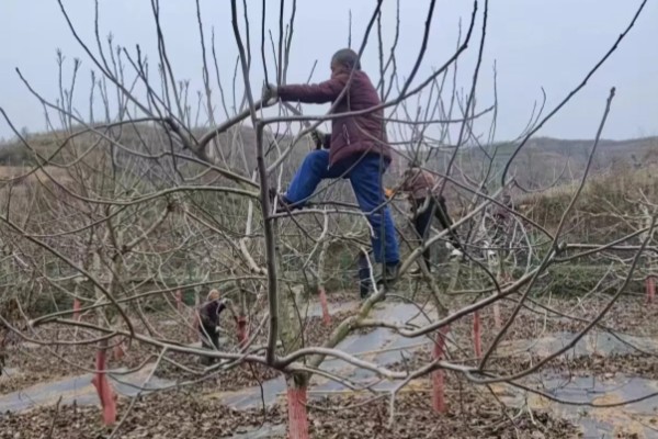 核桃树高接换头几月份好，通常在4月中下旬为更适期