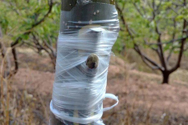 核桃树高接换头几月份好，通常在4月中下旬为更适期