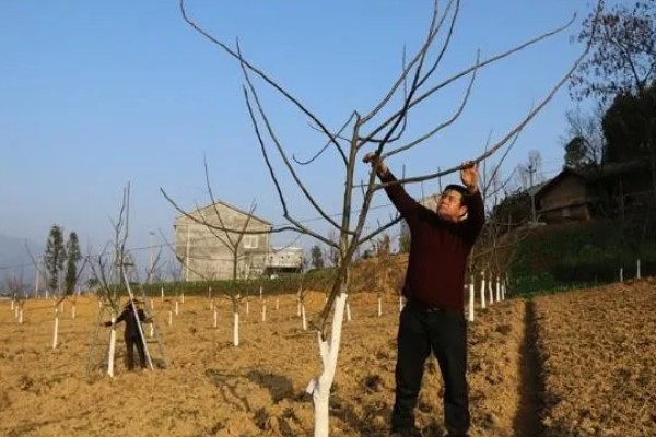 核桃树高接换头几月份好，通常在4月中下旬为更适期