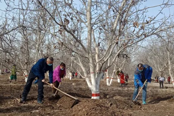 核桃树高接换头几月份好，通常在4月中下旬为更适期