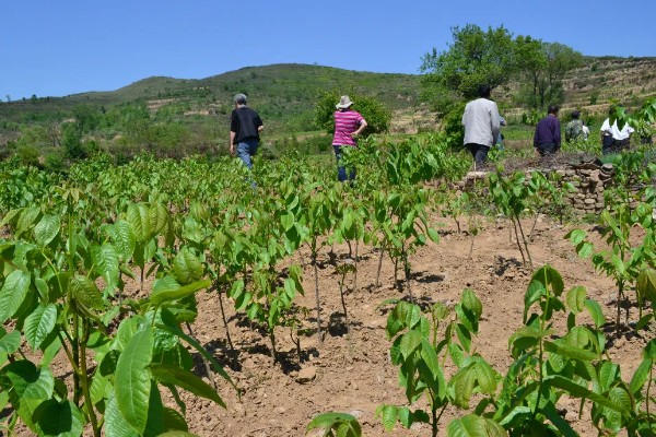 核桃树高接换头几月份好，通常在4月中下旬为更适期