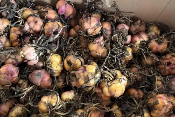 香水百合的插瓶方法，每隔3-4天换一次水