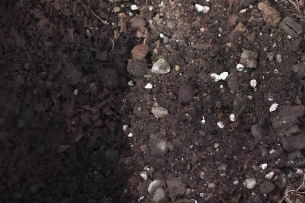 香水百合的插瓶方法，每隔3-4天换一次水