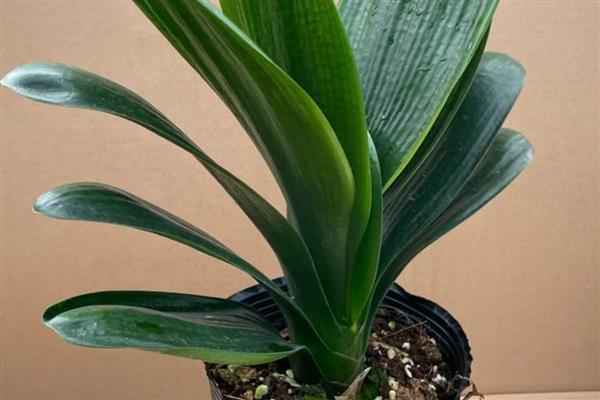 君子兰促箭剂如何使用，捆扎之后不可立即喷洒促箭剂