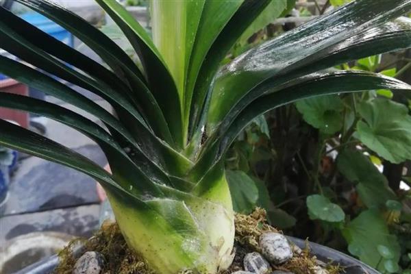 君子兰促箭剂如何使用，捆扎之后不可立即喷洒促箭剂