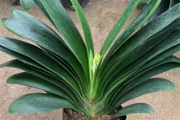 君子兰促箭剂如何使用，捆扎之后不可立即喷洒促箭剂