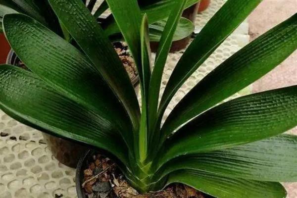 君子兰促箭剂如何使用，捆扎之后不可立即喷洒促箭剂