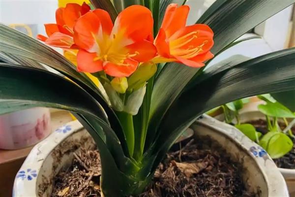 君子兰促箭剂如何使用，捆扎之后不可立即喷洒促箭剂