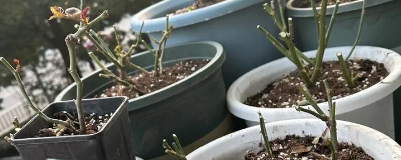 月季花的修剪方式,开花后要剪除开败的残花