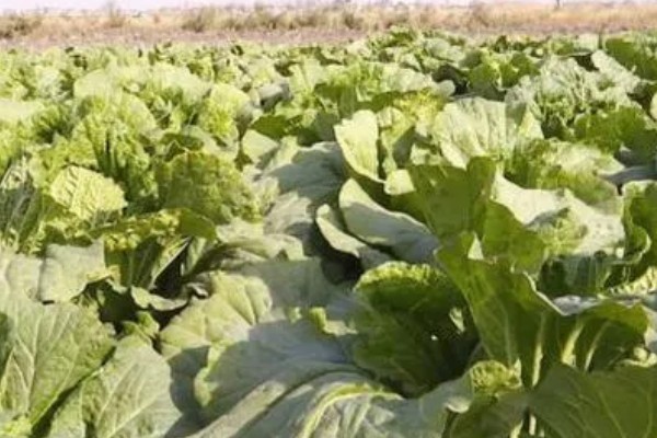 大白菜的亩产量,亩产量在2500-5000kg左右