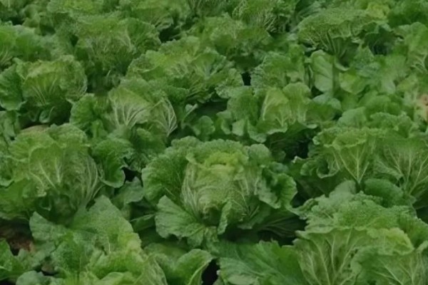 大白菜的亩产量,亩产量在2500-5000kg左右