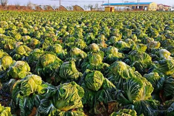 大白菜的亩产量,亩产量在2500-5000kg左右