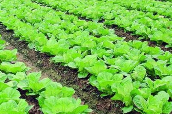 大白菜的亩产量,亩产量在2500-5000kg左右