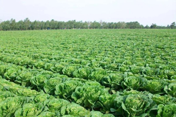 大白菜的亩产量,亩产量在2500-5000kg左右