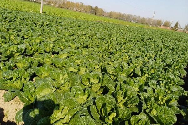 大白菜的亩产量,亩产量在2500-5000kg左右