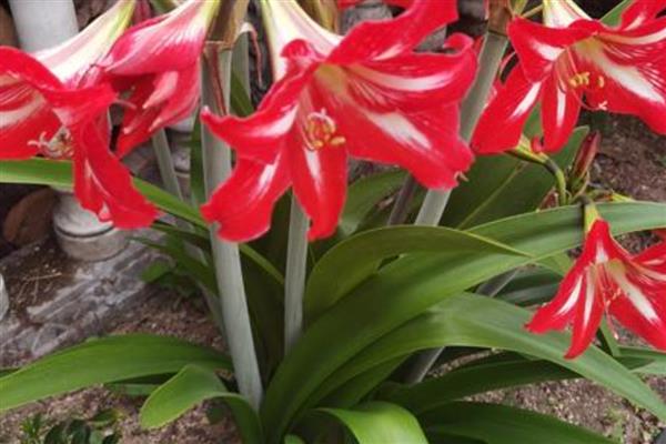 朱顶红用深盆还是浅盆合适，用深盆合适