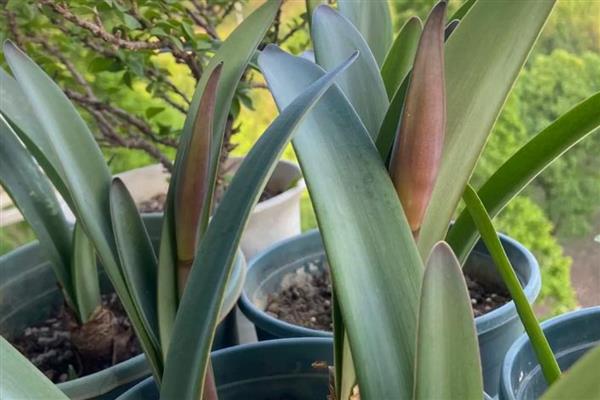 朱顶红用深盆还是浅盆合适，用深盆合适