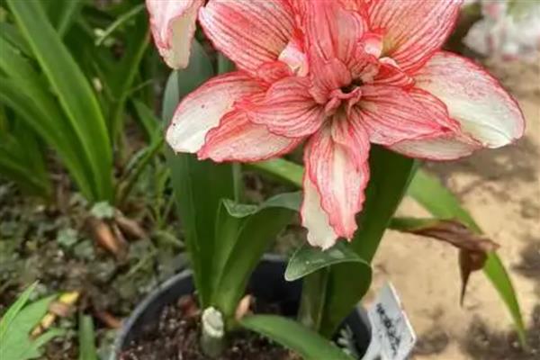 朱顶红用深盆还是浅盆合适，用深盆合适